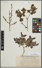 Foto von Salix arbuscula L.
